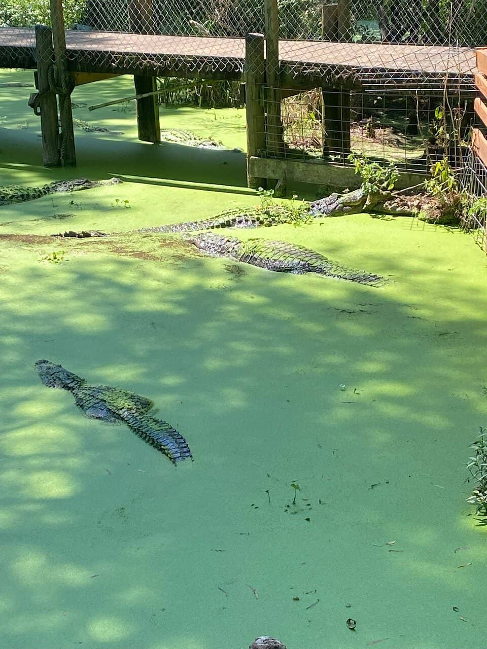 Feeding Demonstrations