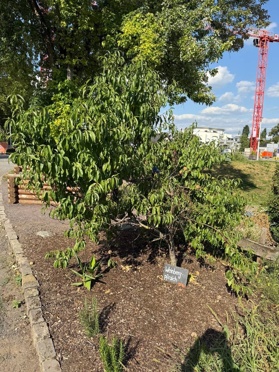 Palace Garden