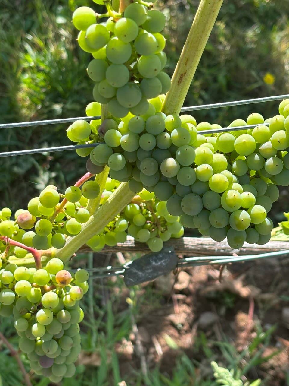 Wolfville Farmers' Market