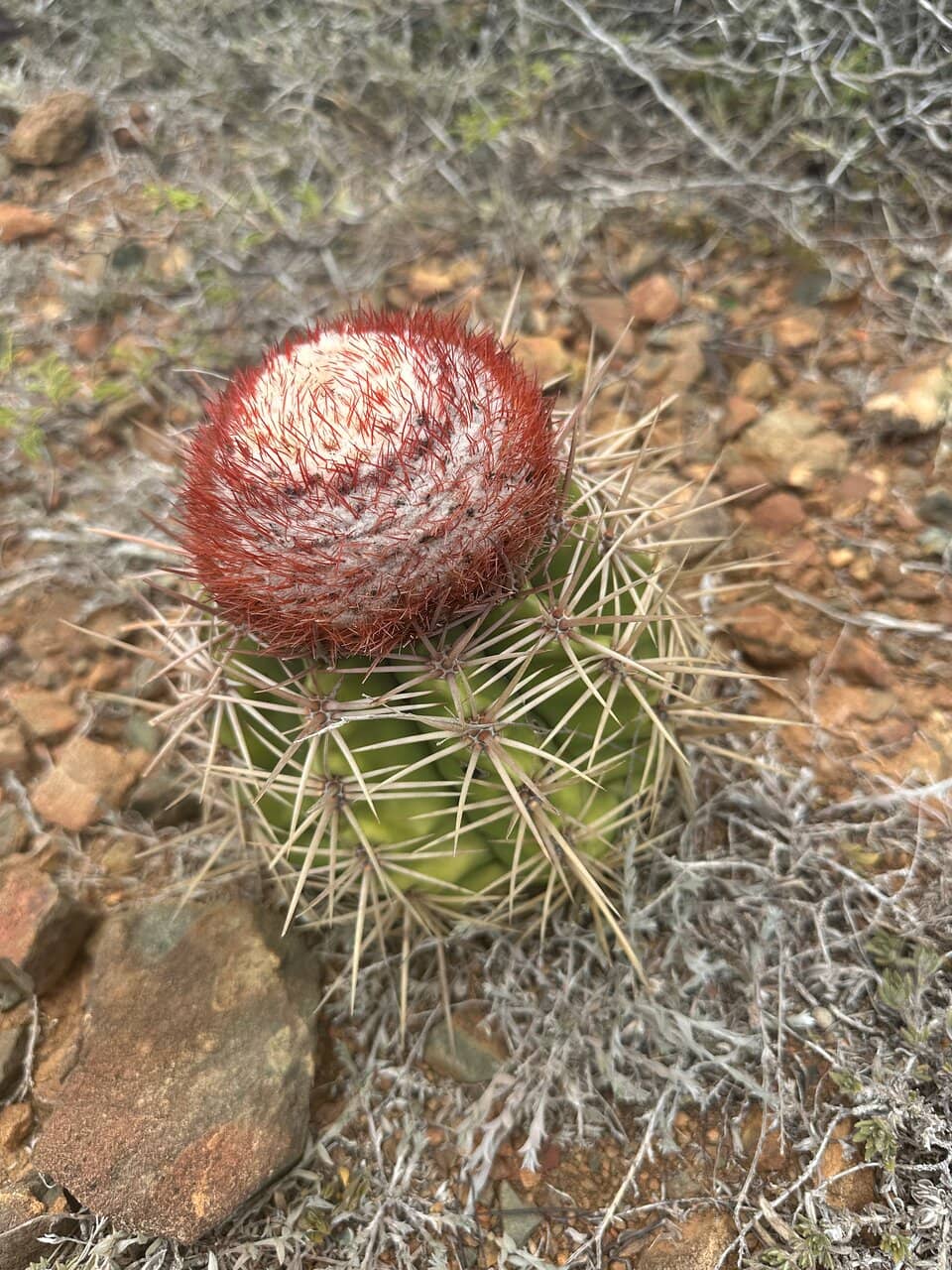 Sunlight-Dappled Chambers