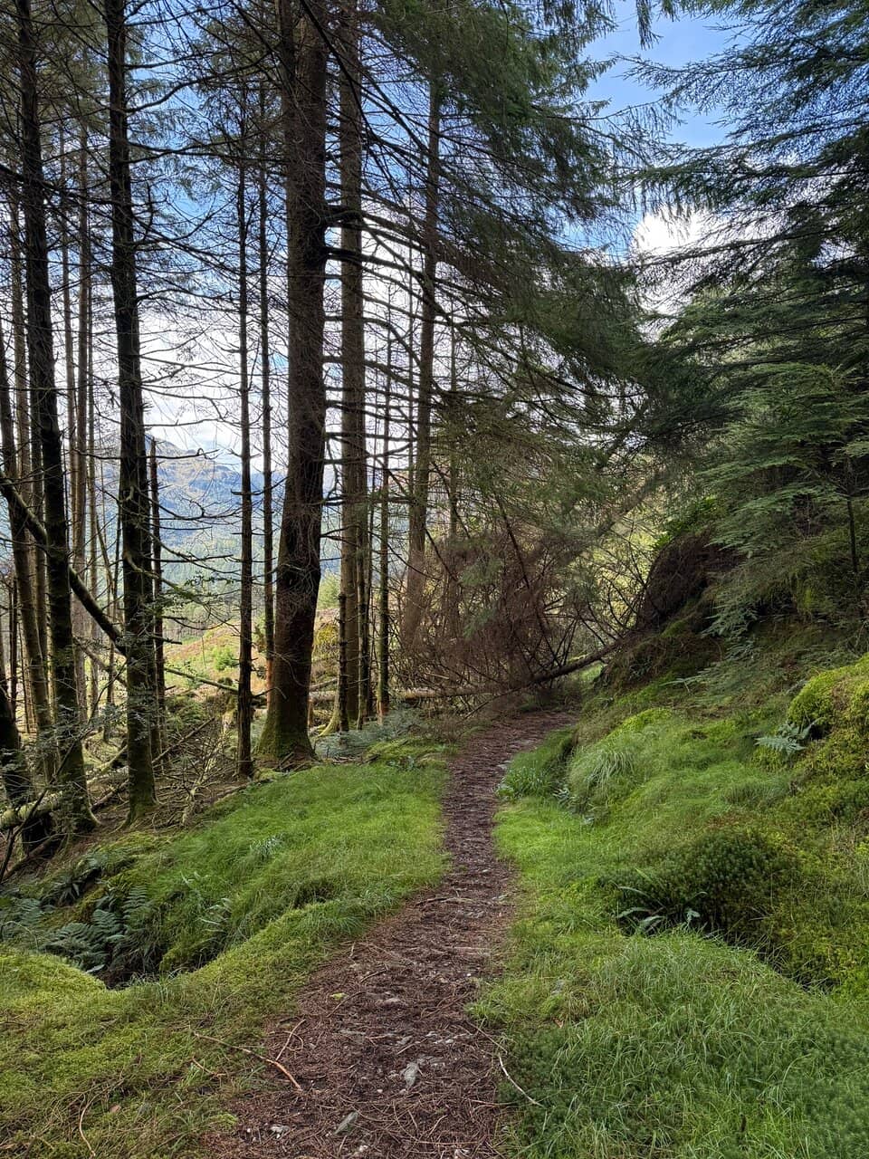 Ancient Douglas Fir Canopy