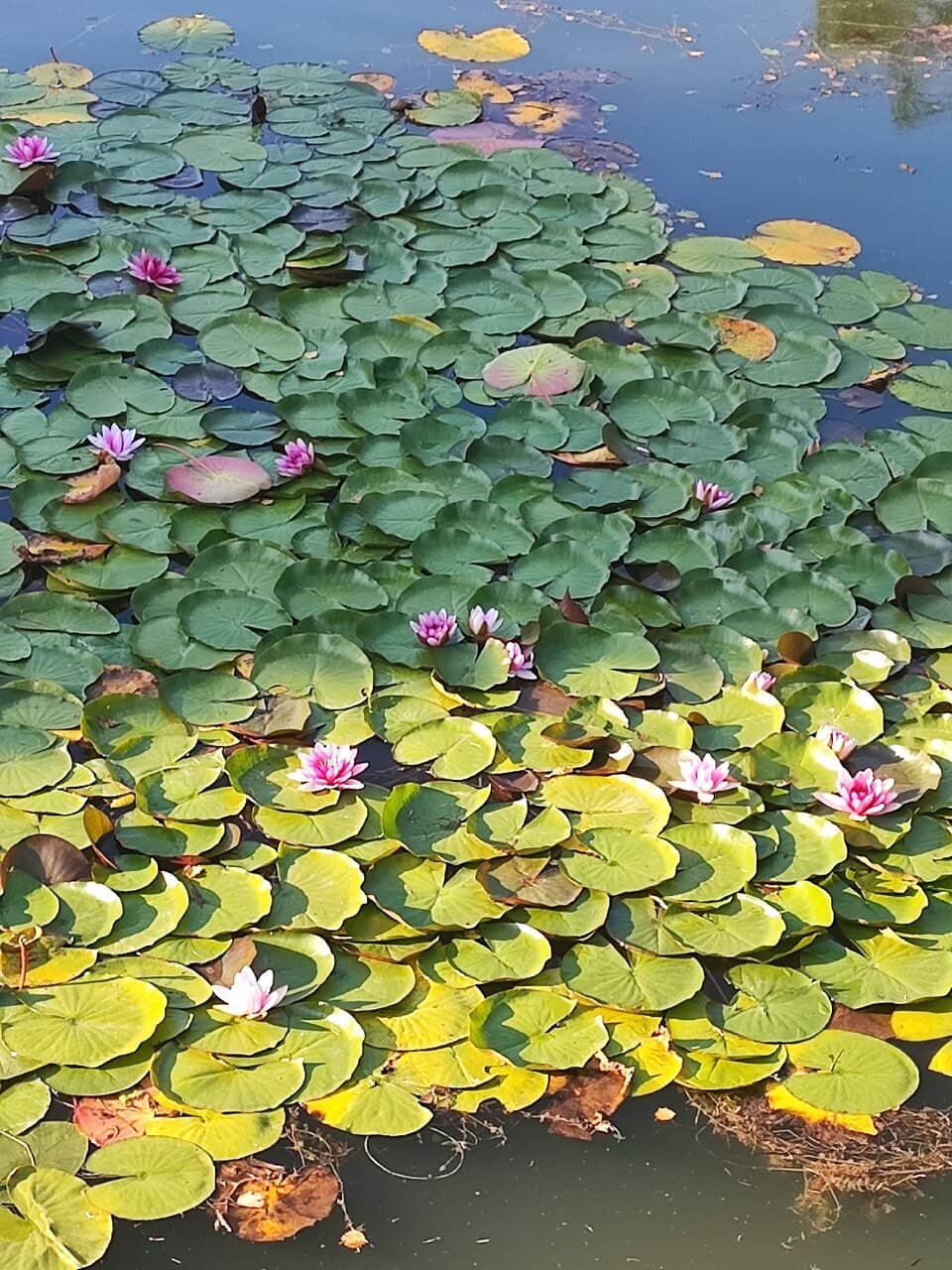 Aquatic Exhibits & Amphibians