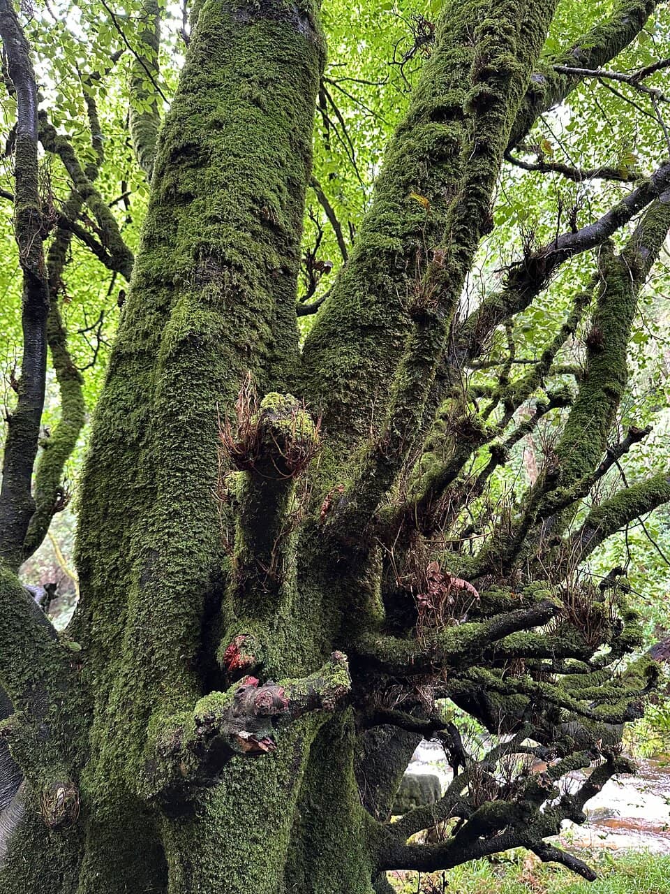 Torc Mountain Trails
