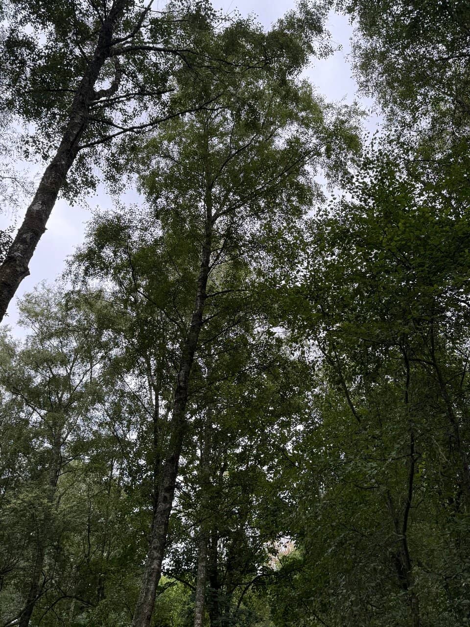 Sand Martin Activity