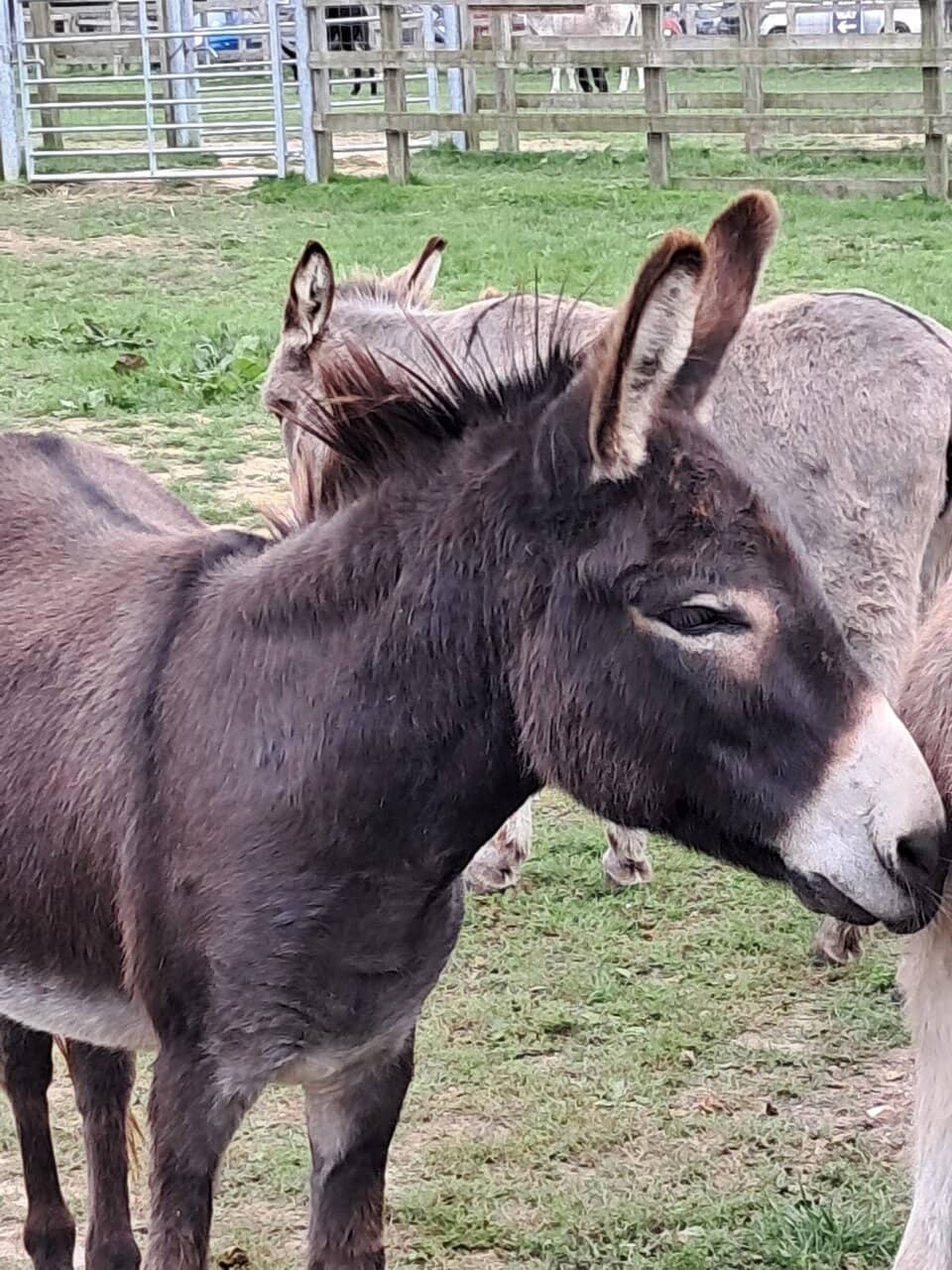 Donkey Encounters