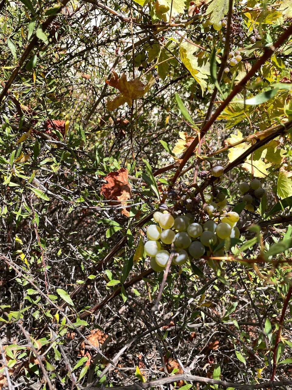 Sword-Like Fairy Chimneys