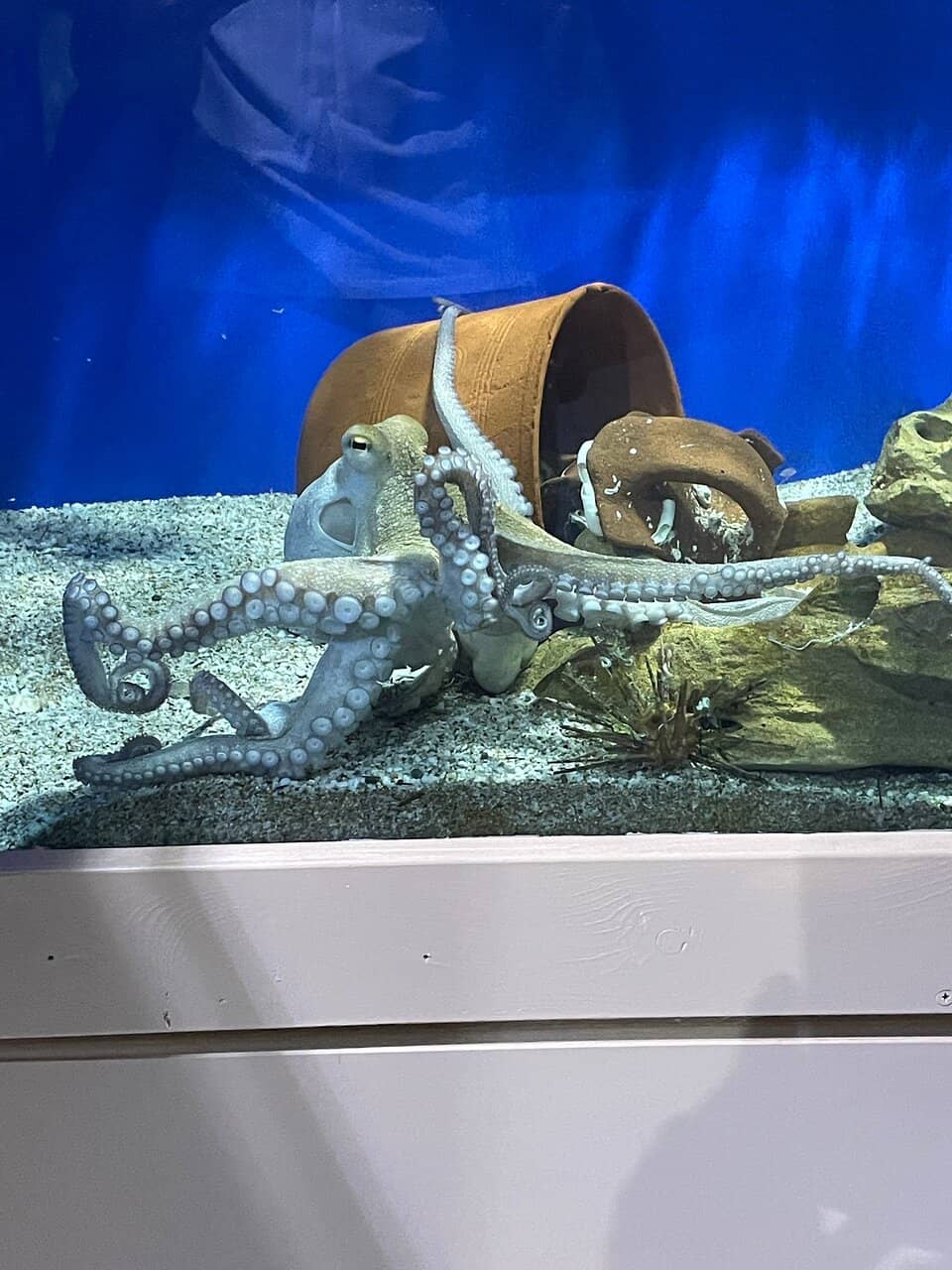 Rescued Animal Displays