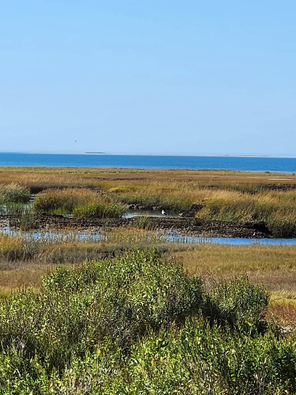 Coastal Pine Forest Trails