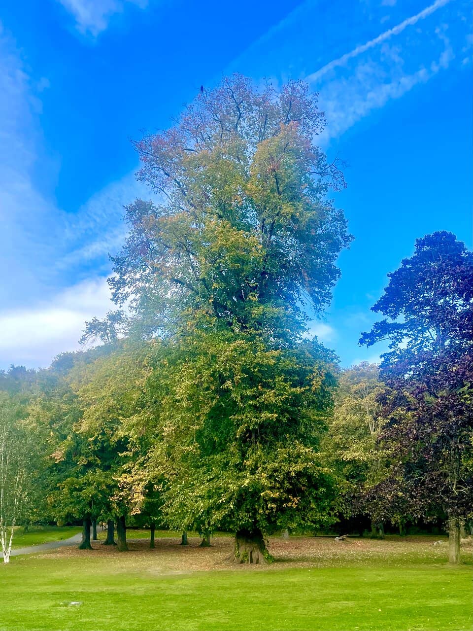 Woodland & Hillside Trails