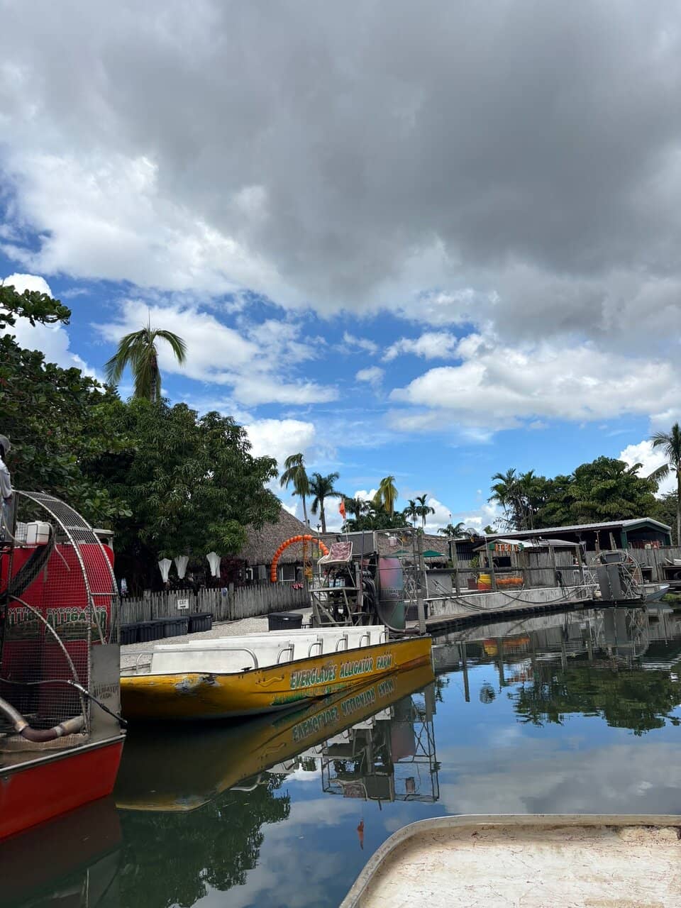 Alligator Shows & Feeding