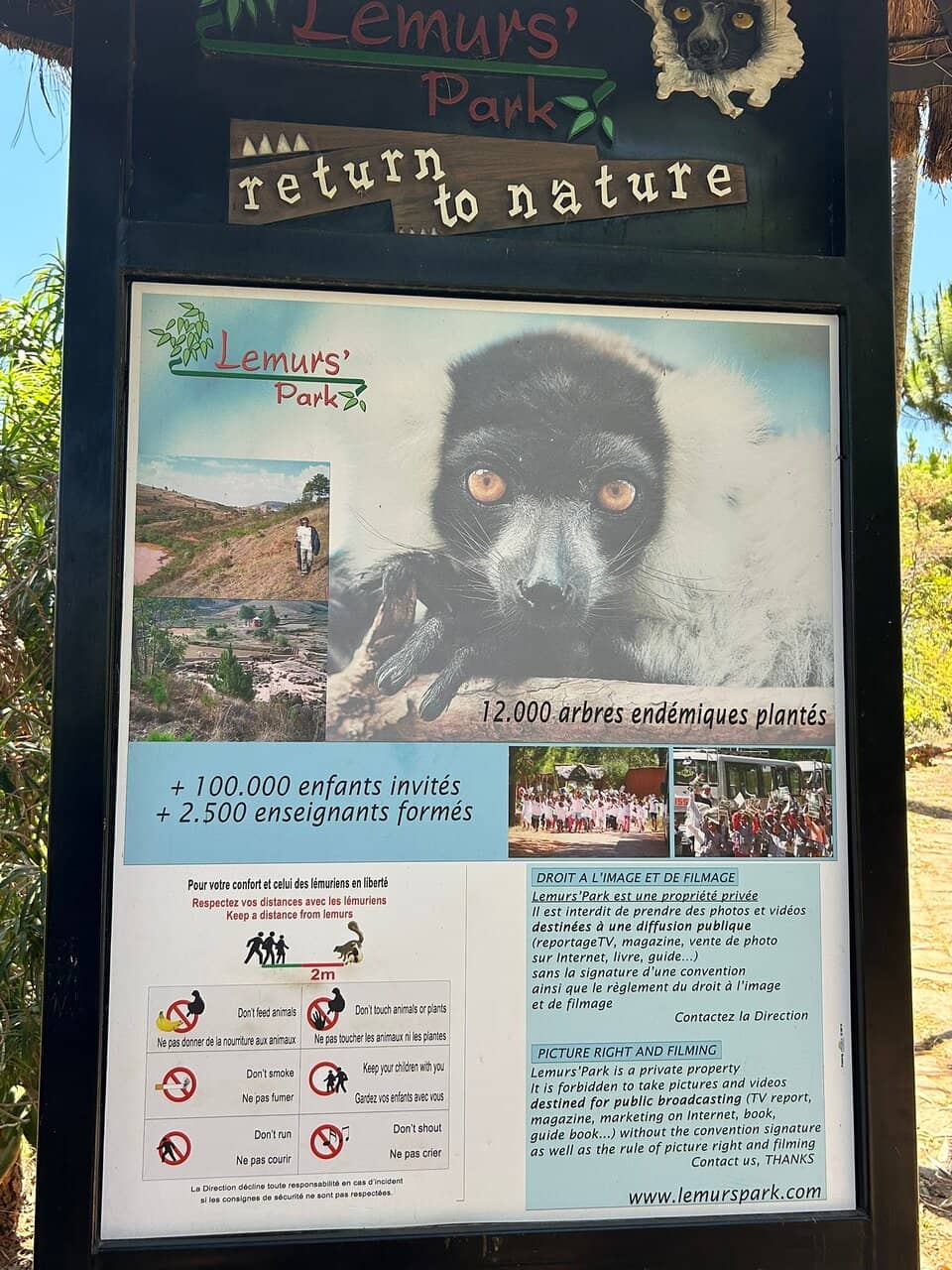 Ring-Tailed Lemurs