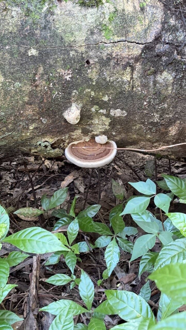 Diverse Trail Network