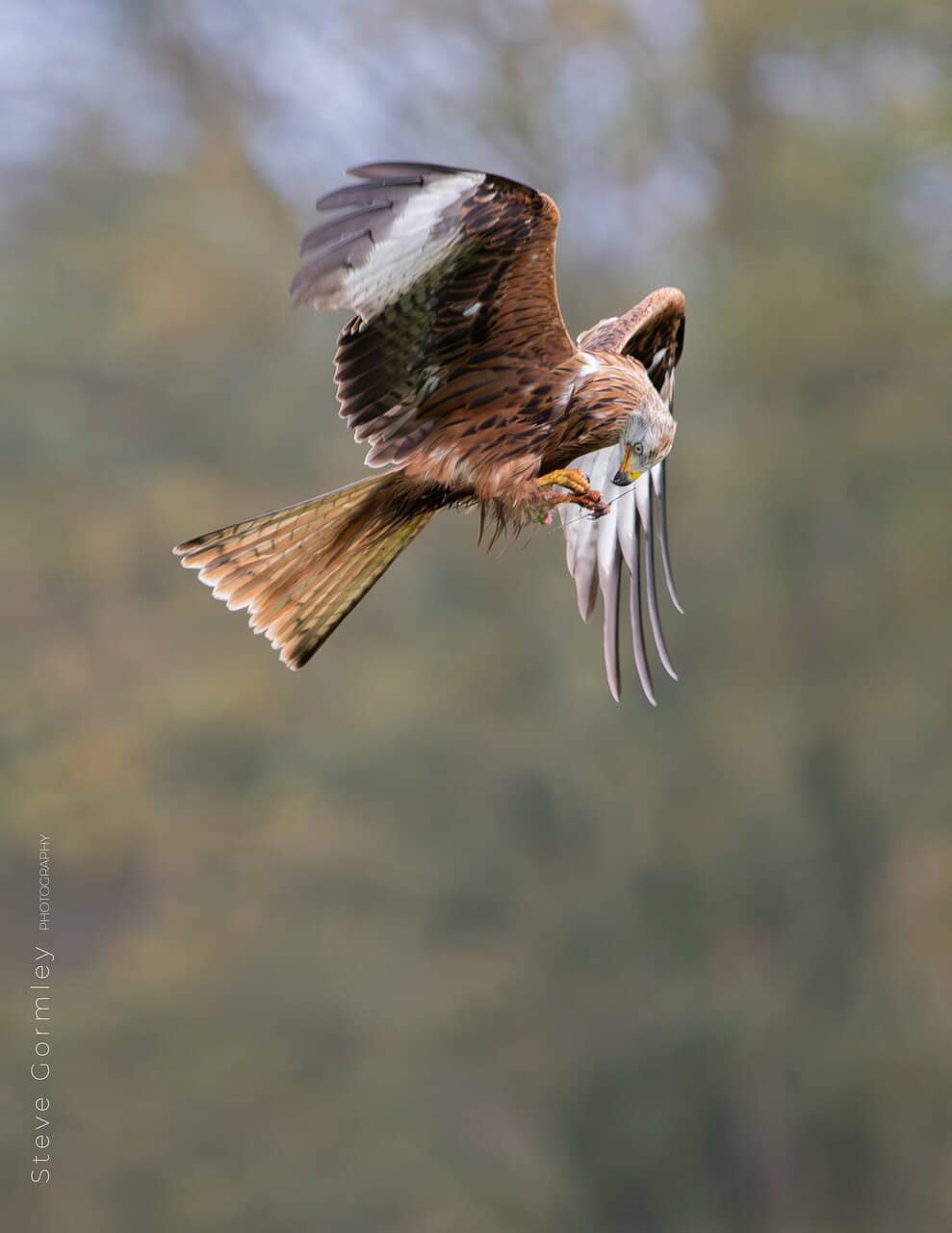 Beaver Wetland Tours