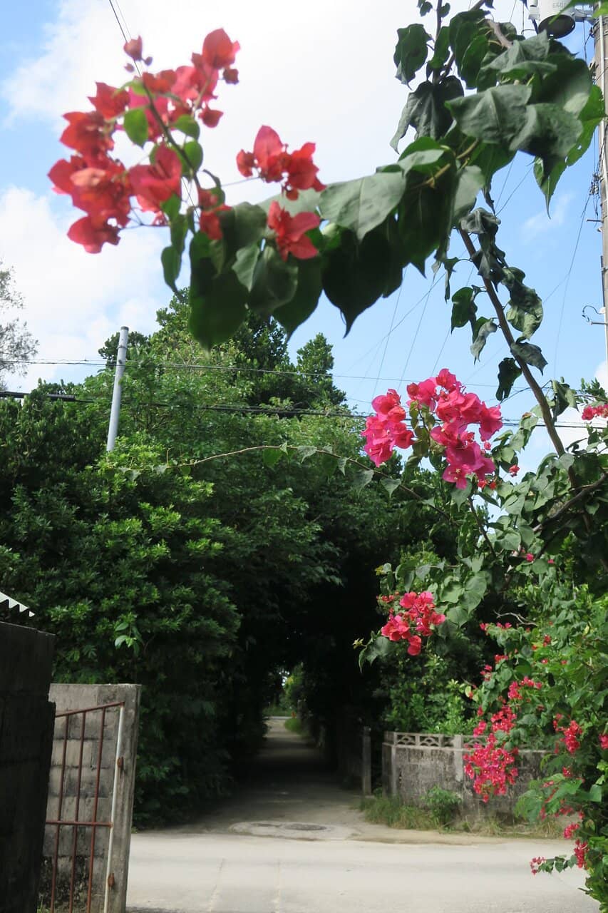 The Fukugi Tree Tunnel