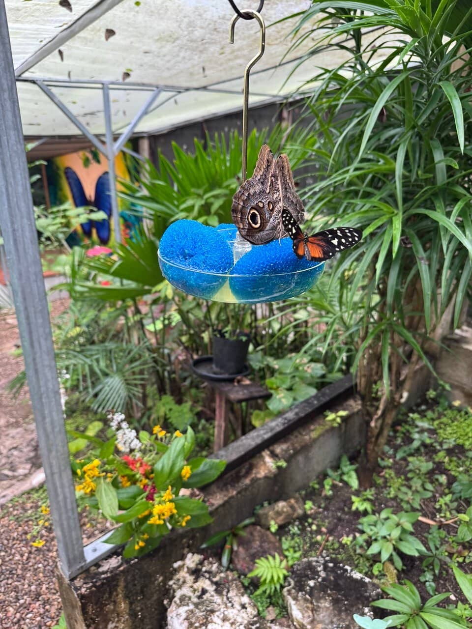 Violet Sabrewing