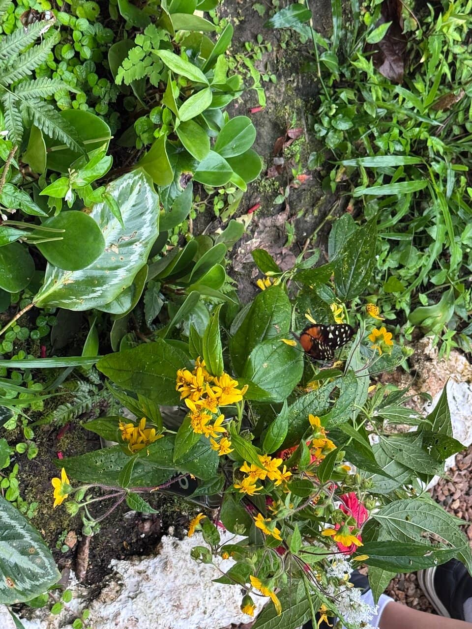 Hummingbird Haven