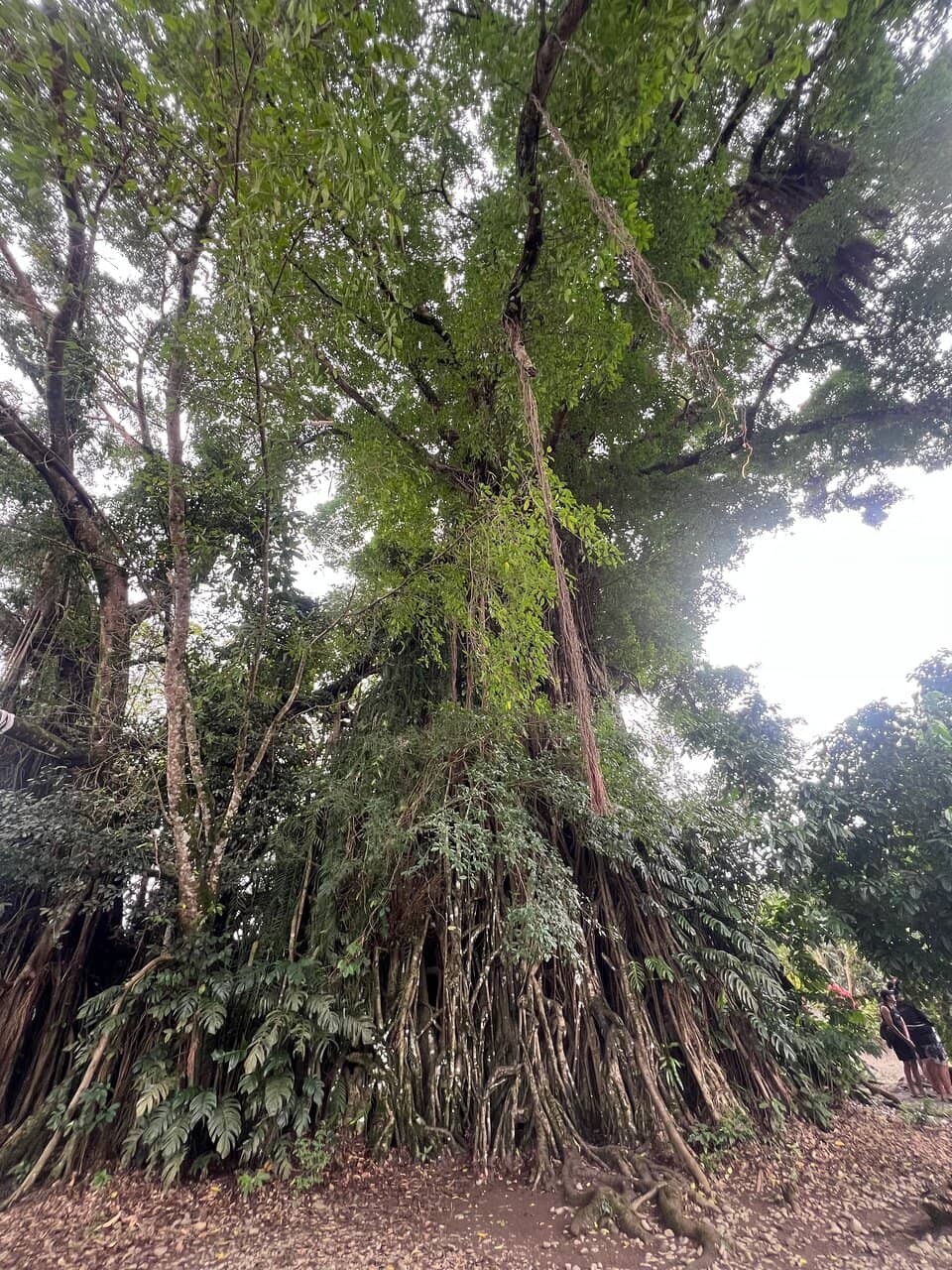 Vertical photo