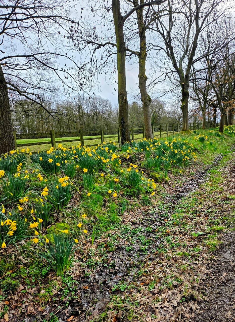 The Enchanting Yew Trees