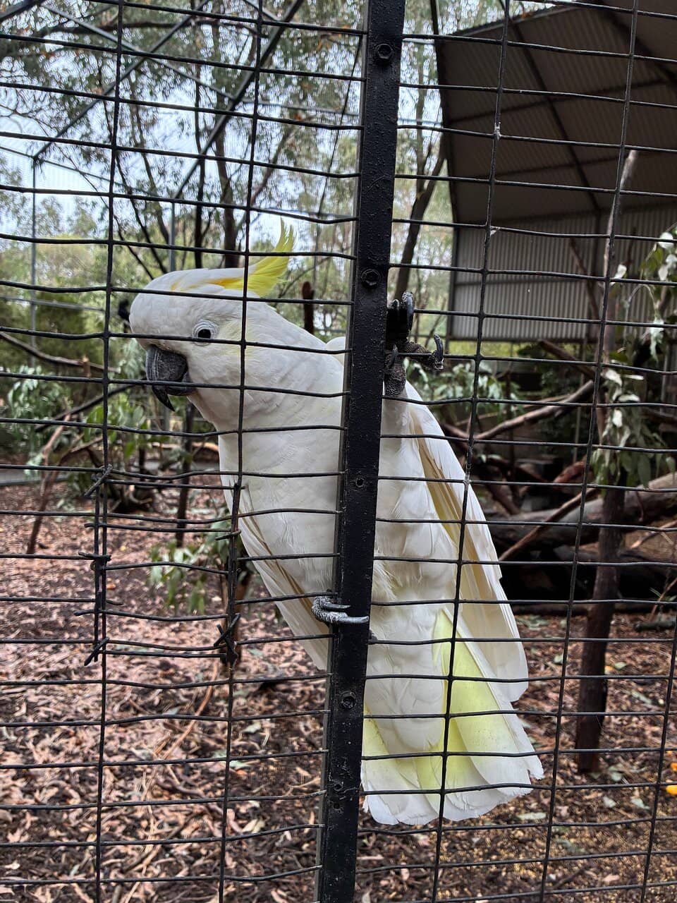 Koala Enclosure