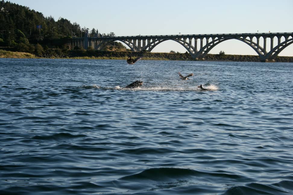 Delicious Included BBQ Lunch