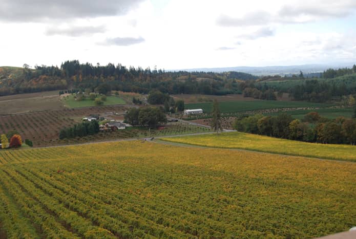 Vineyard Tours & Tastings