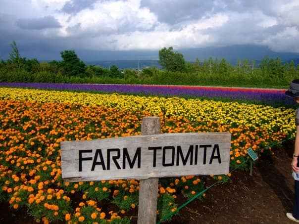 Multi-colored Flower Fields