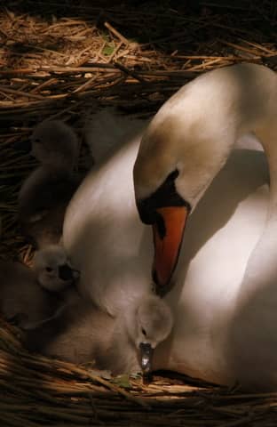 Mute Swan Colony
