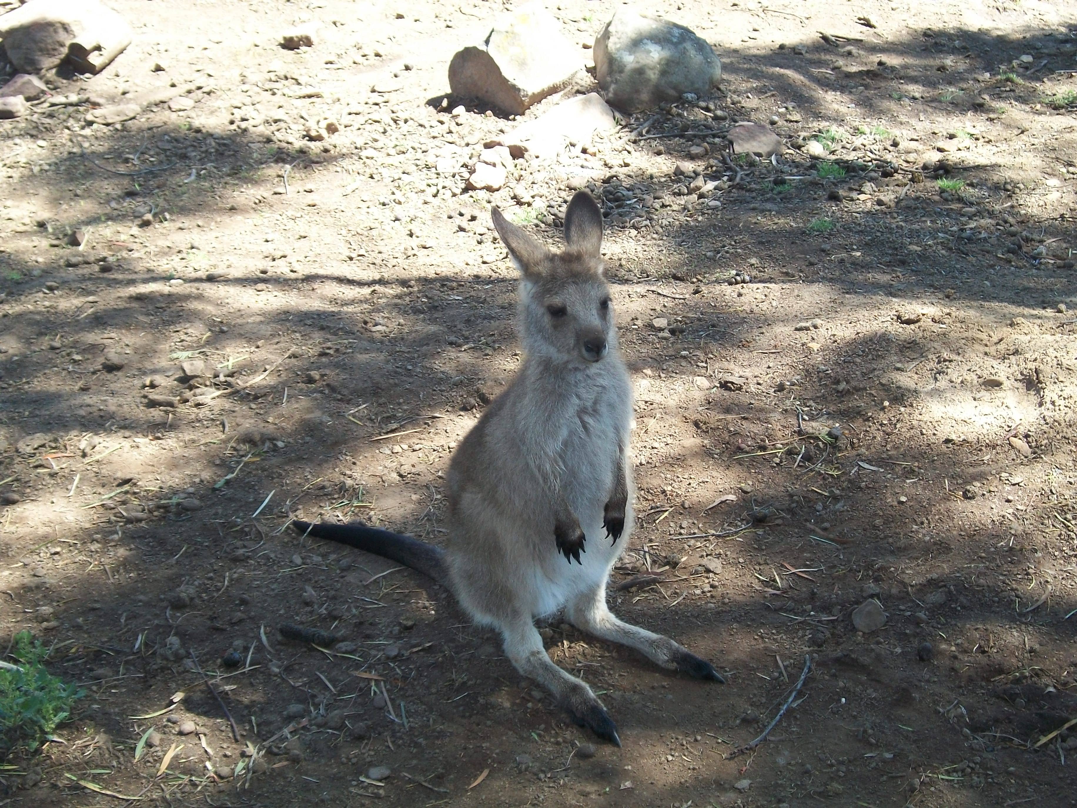 Tasmanian Devil Encounters