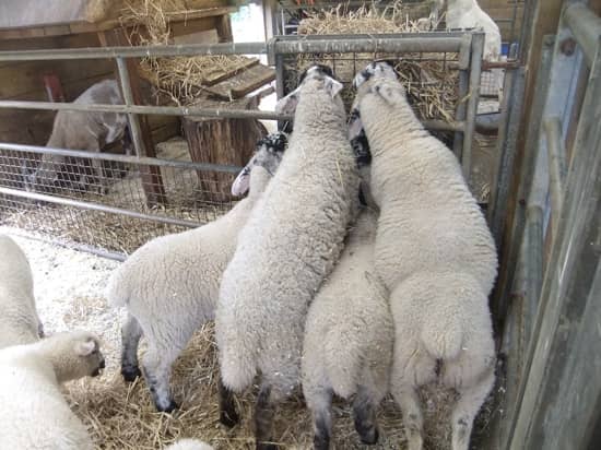 Farm Animal Encounters