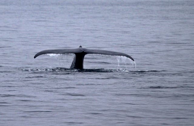 Blue whale showing its fluke