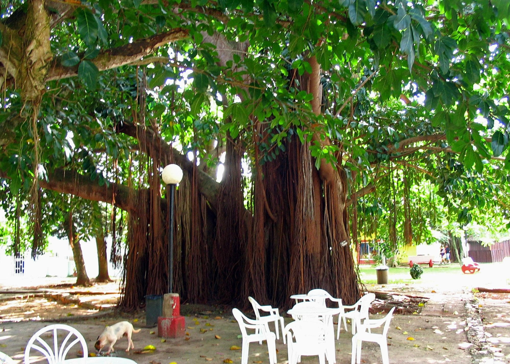 Caves of Bellamar - Above Ground - Ficus Tree