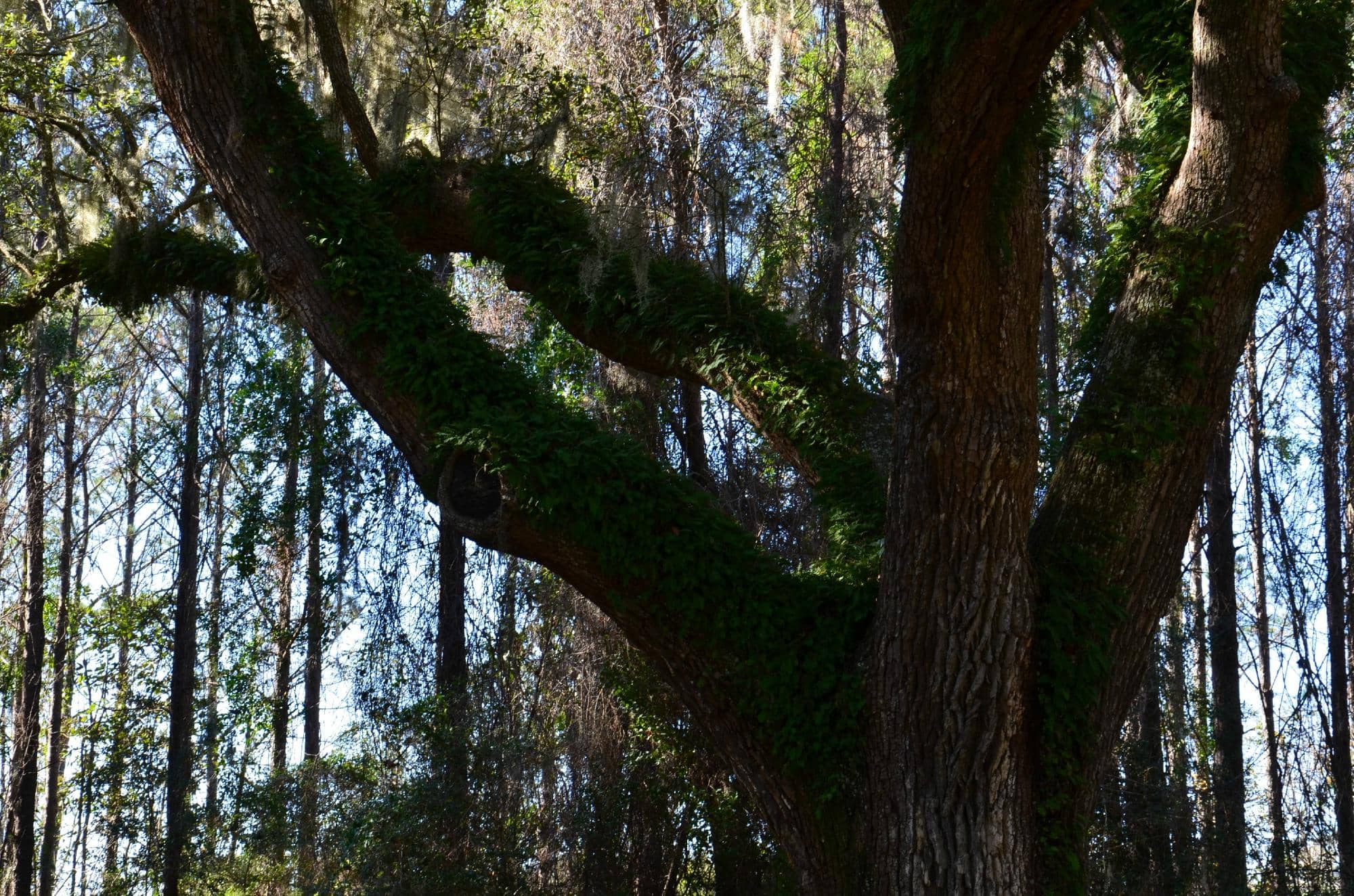 Gullah Geechee Presentation