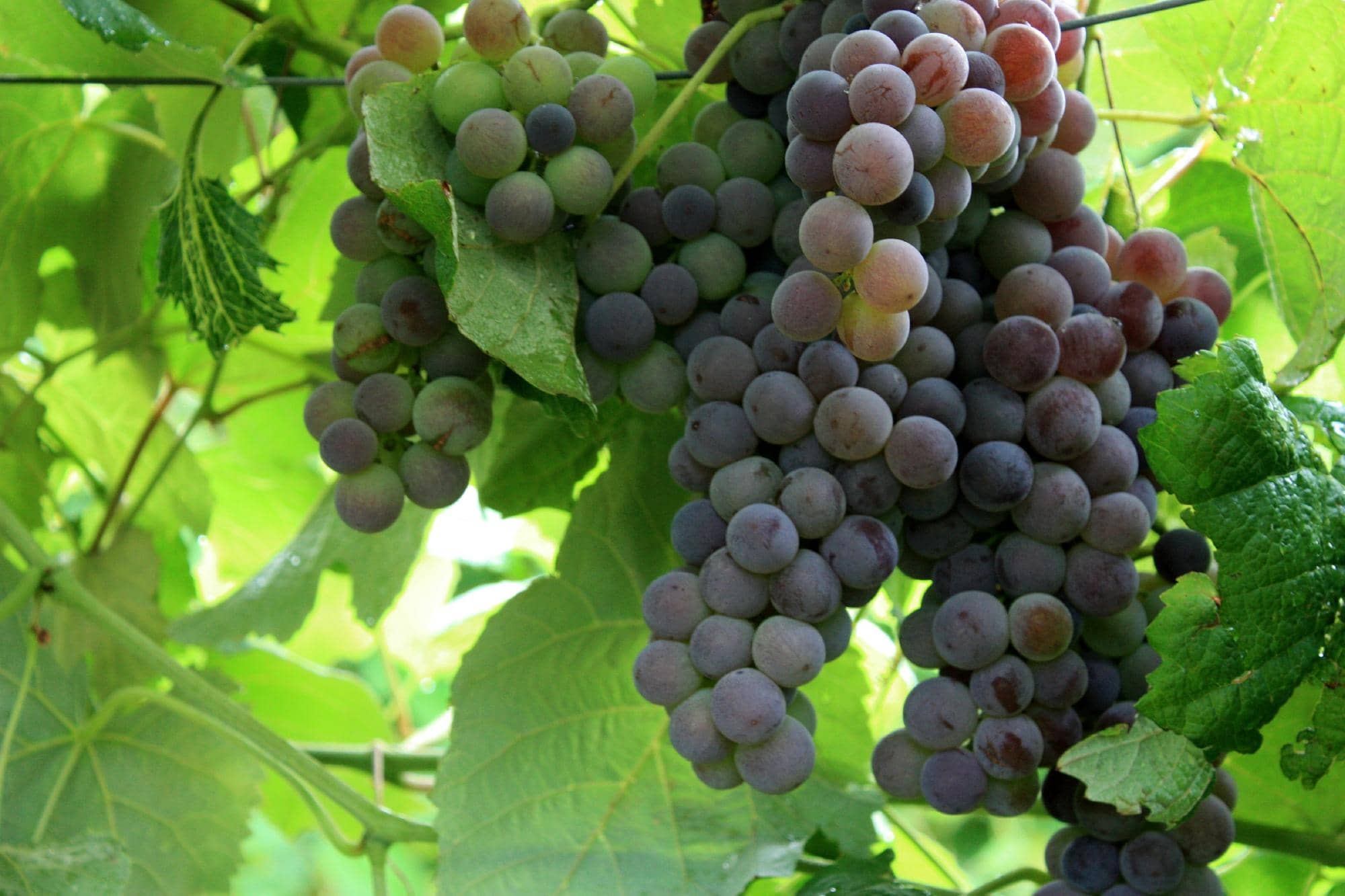 Diverse Wine & Cider Selection