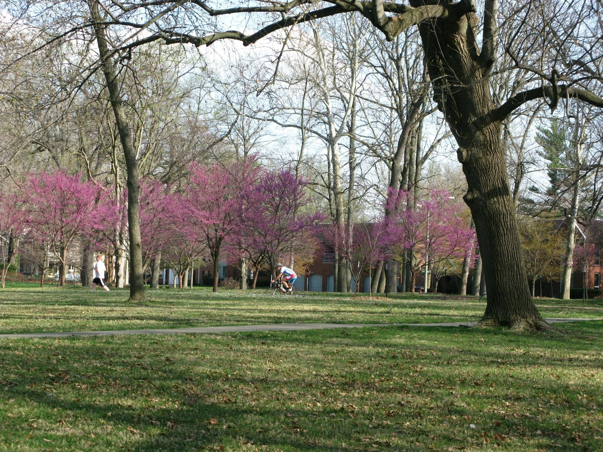 Japanese Maple Collection