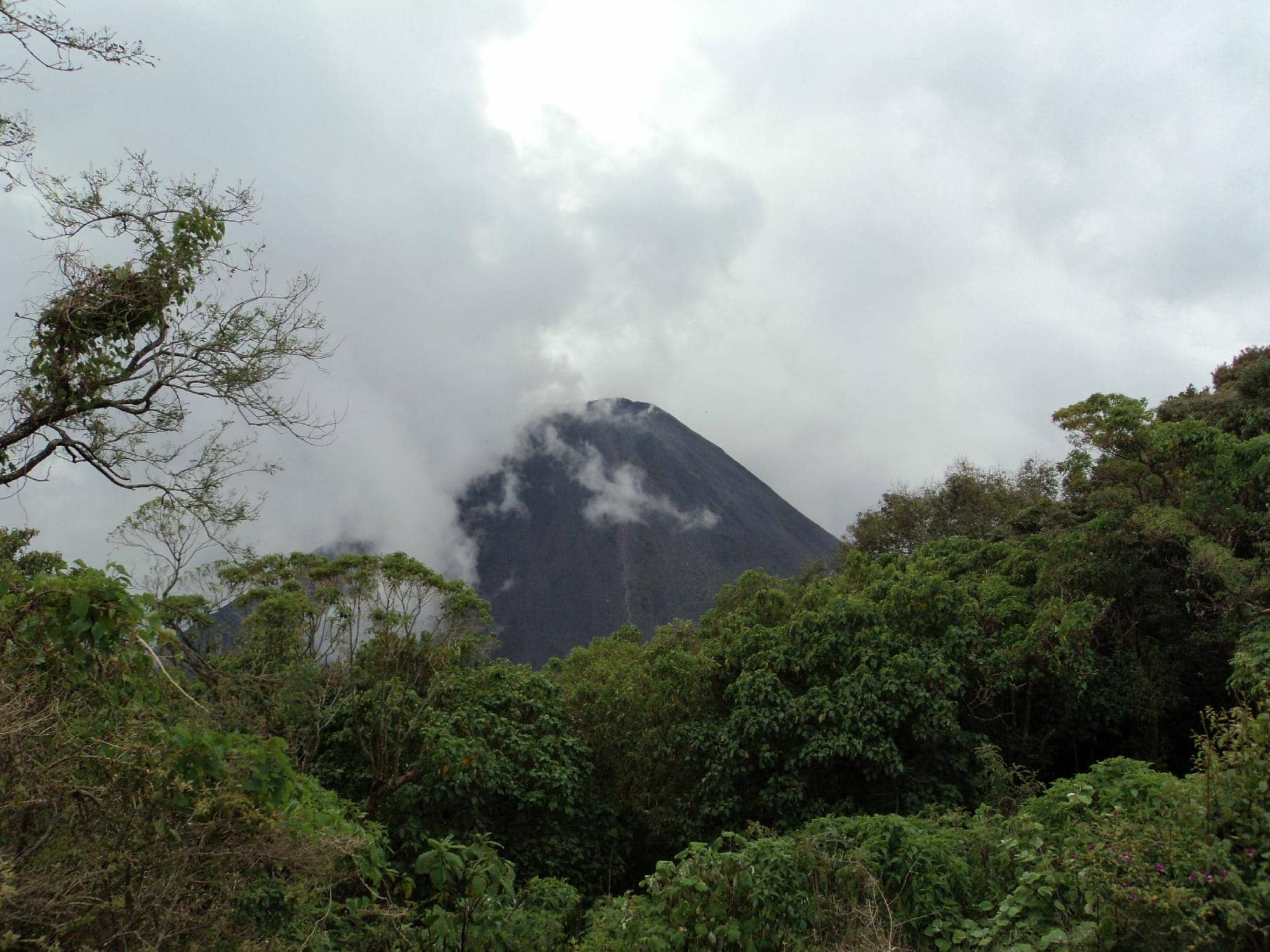 Cloud Forest Ambiance