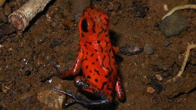 Educational Wildlife & Plant Insights