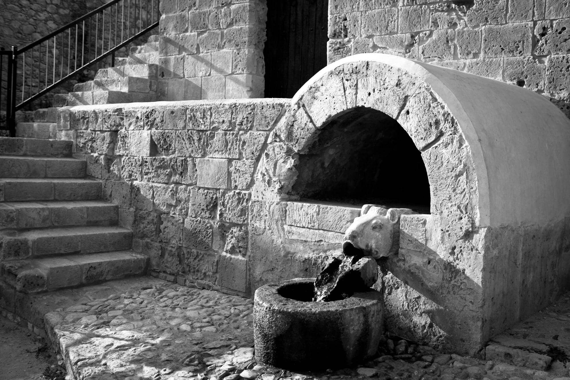 Ancient Sycamore Tree