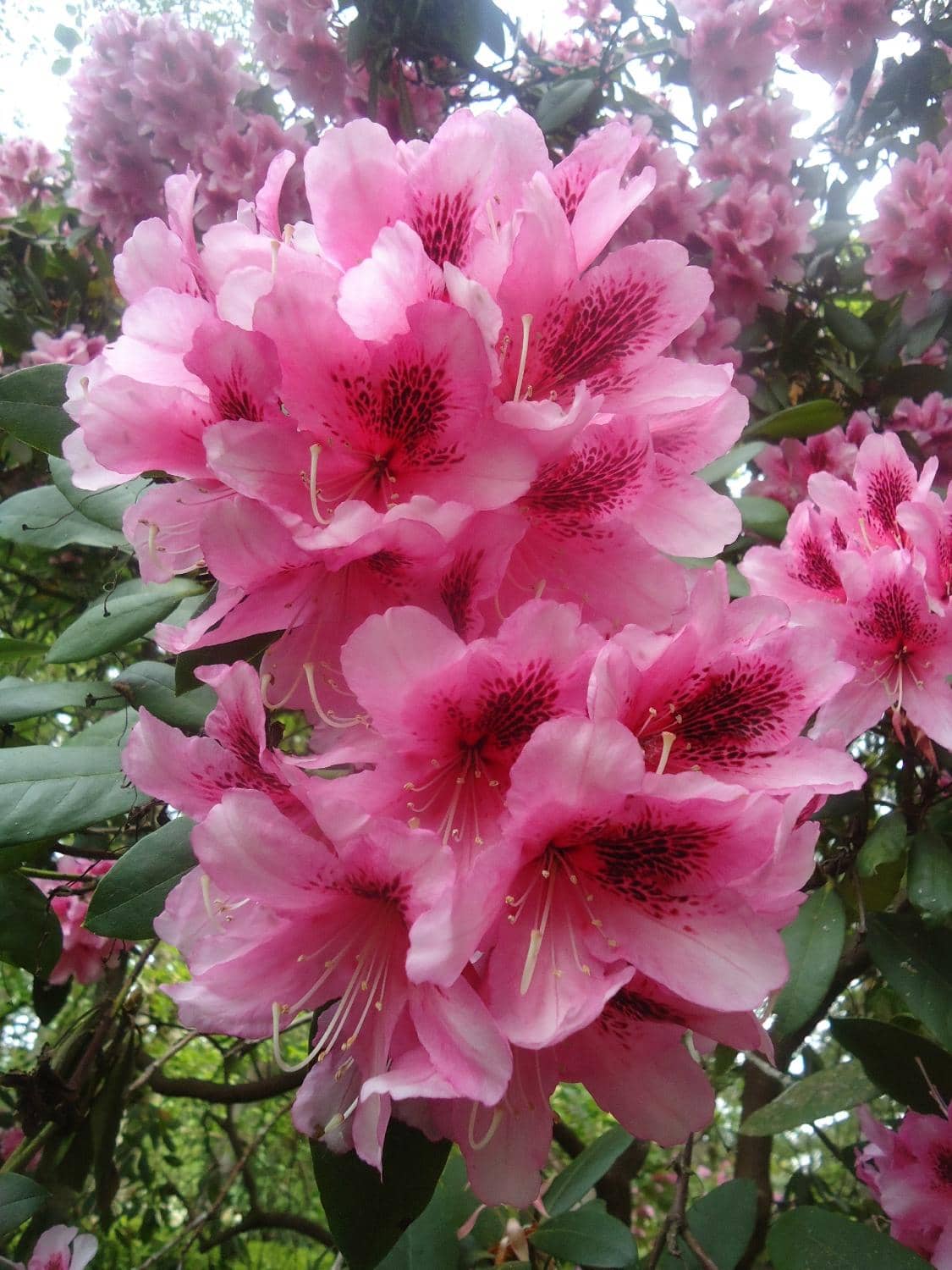 Rhododendron Garden