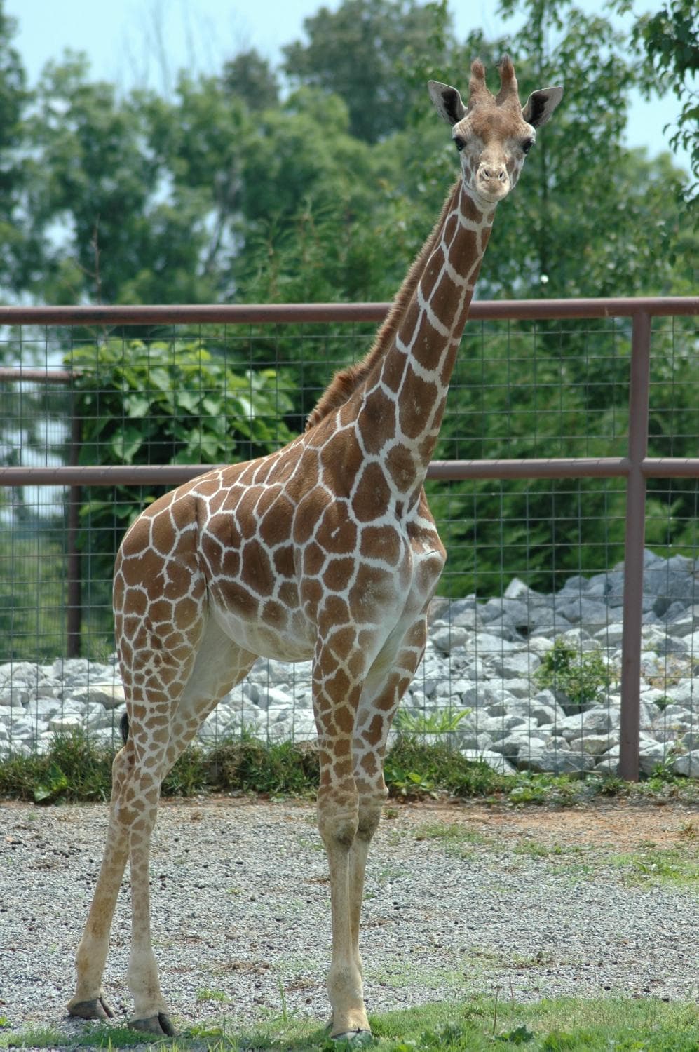 Brights Zoo