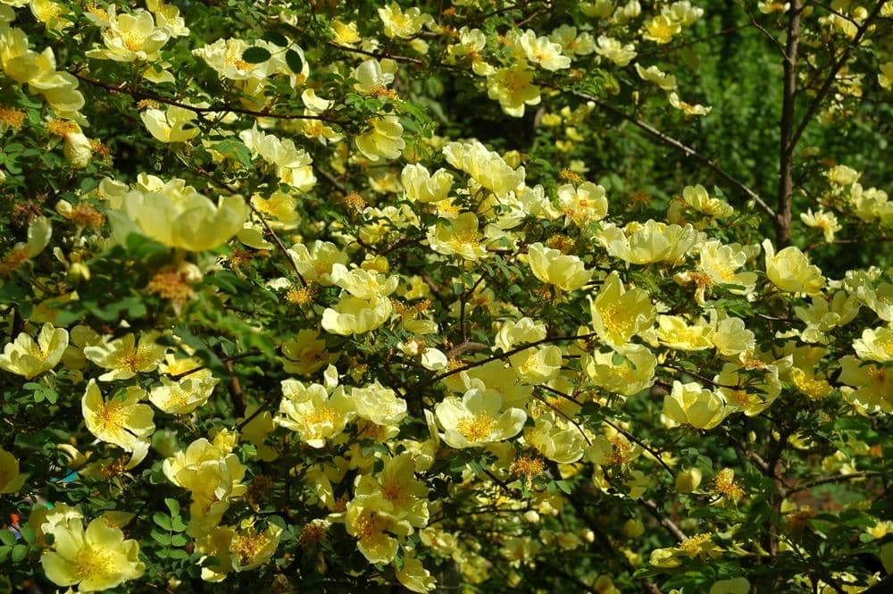 Parco del Valentino Gardens