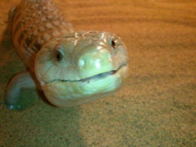 Mammoth Onyx Cave Tour