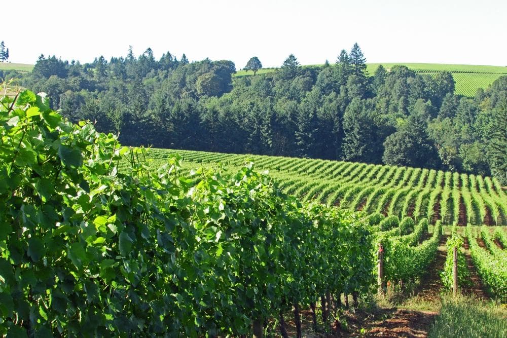 View of the vineyards