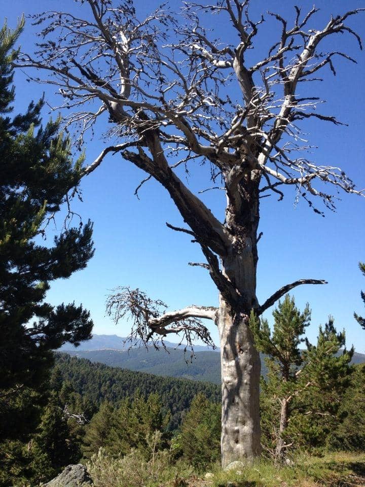 Pico de la Campiña