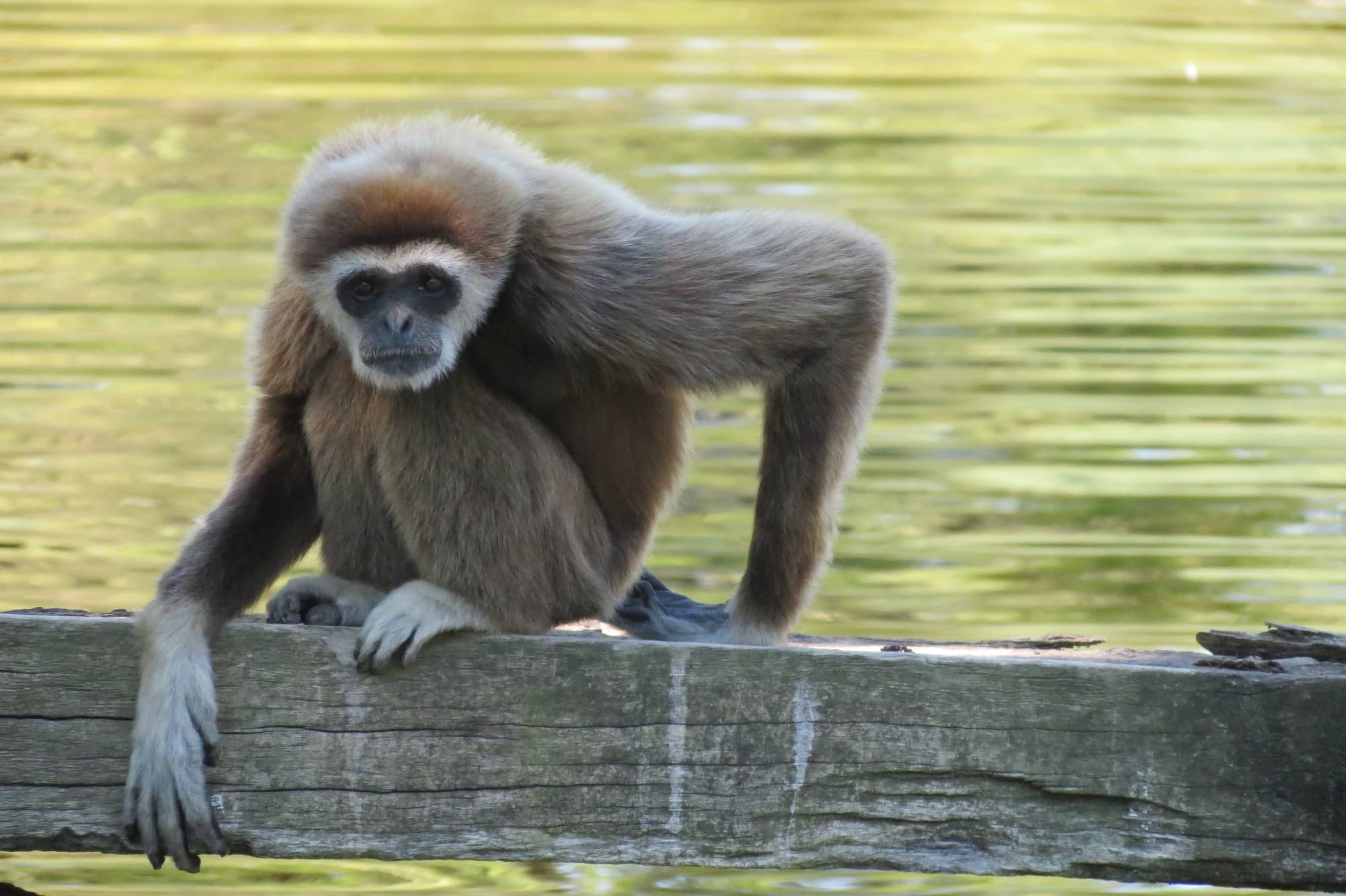 Kid-Friendly Playgrounds