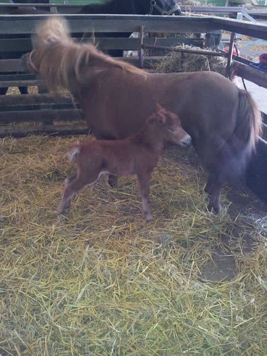 Sprawling Soft Play Area