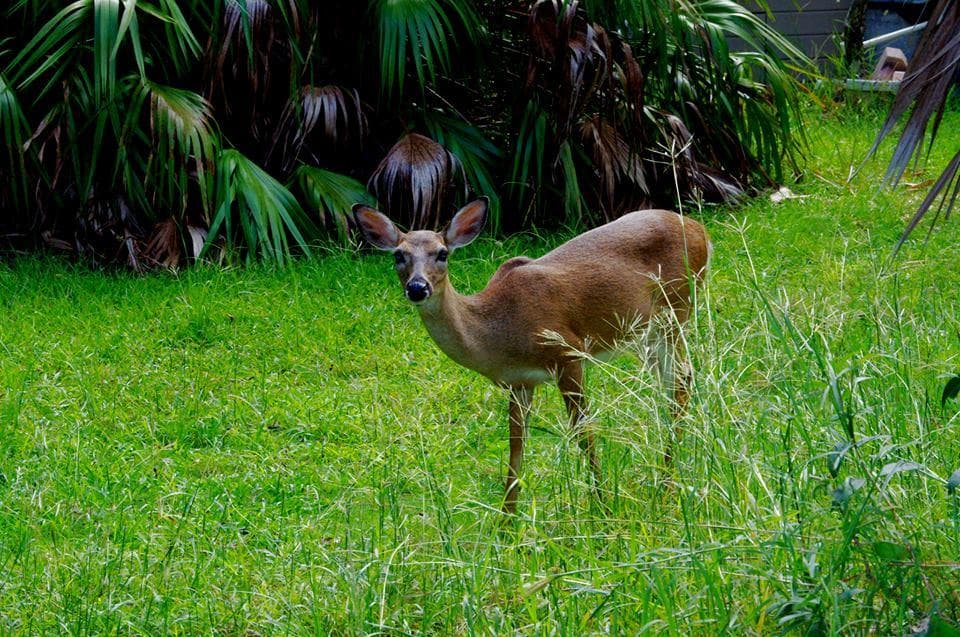Key Deer