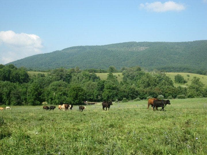 Polyface Farms