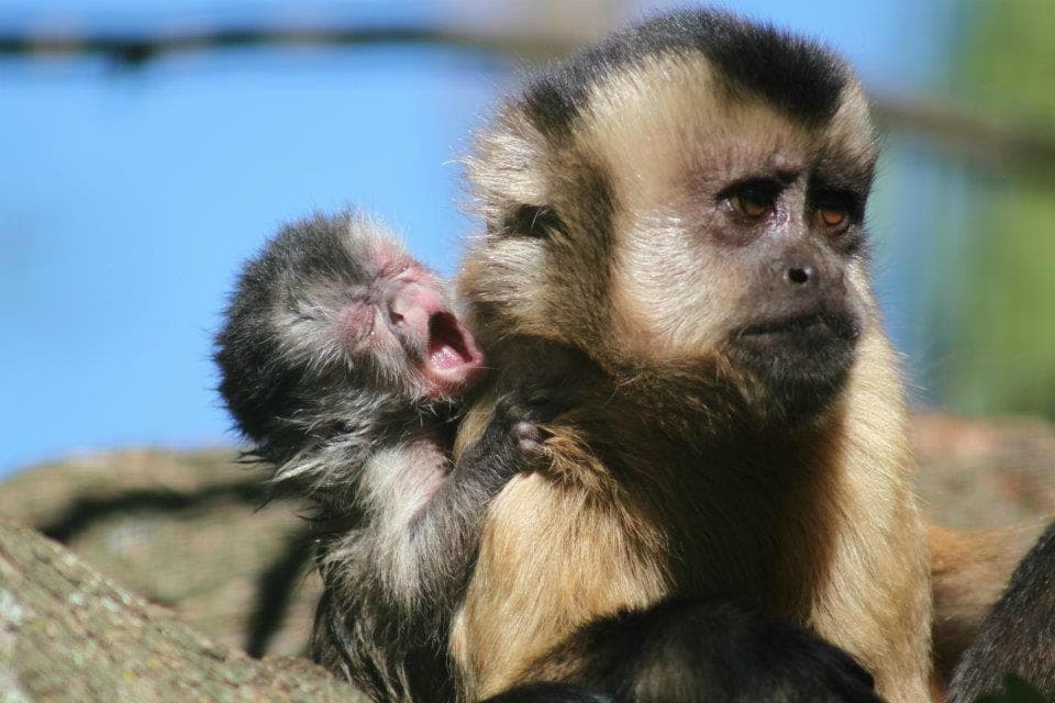Brown Capuchin with her baby