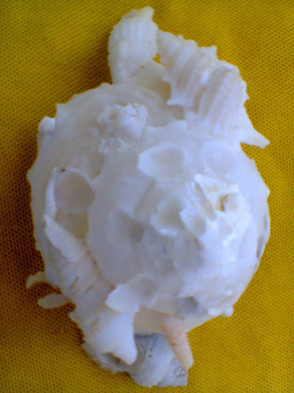 Tranquil Seashore Ambiance