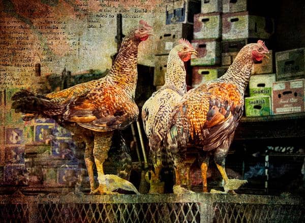 Authentic Zulu Cuisine